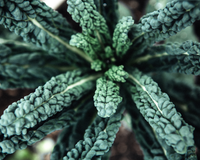 Lacinato Kale Seeds
