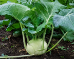 Early White Vienna Kohlrabi Seeds