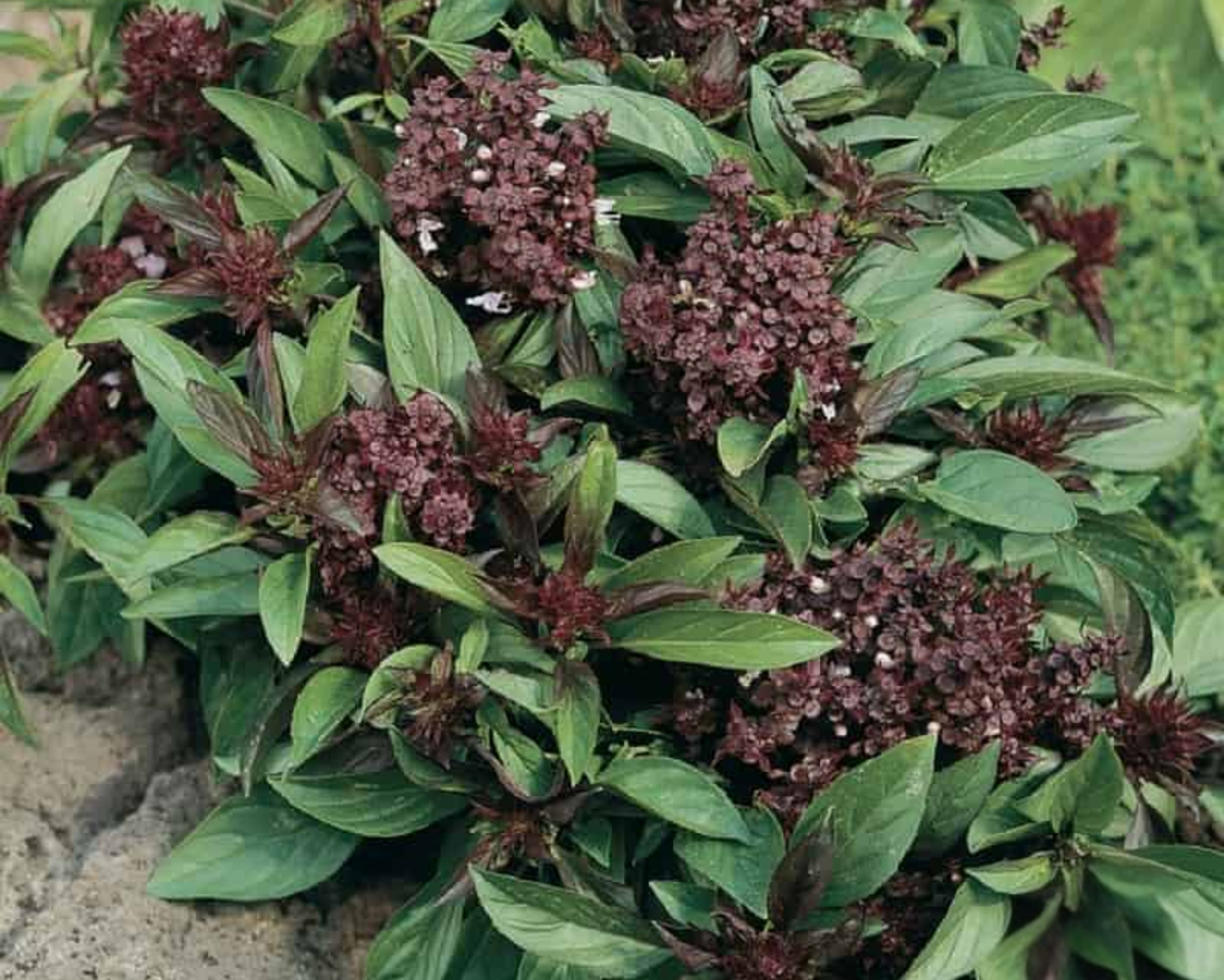 Thai 'Siam Queen' Basil Seeds