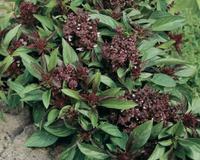 Thai 'Siam Queen' Basil Seeds
