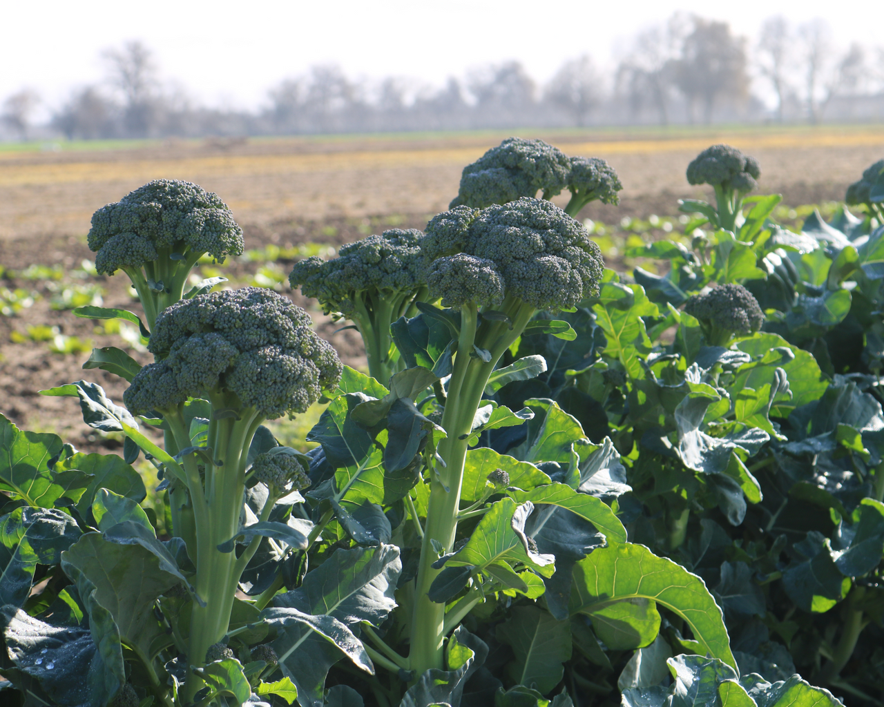 Artwork Baby Hybrid Broccoli Seeds