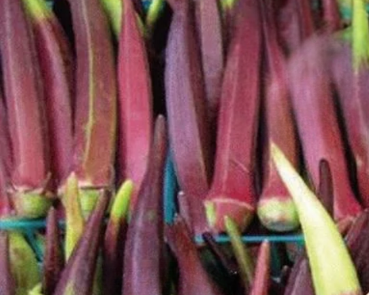 Burgundy Okra Seeds