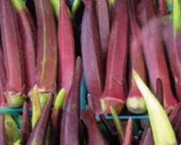 Burgundy Okra Seeds