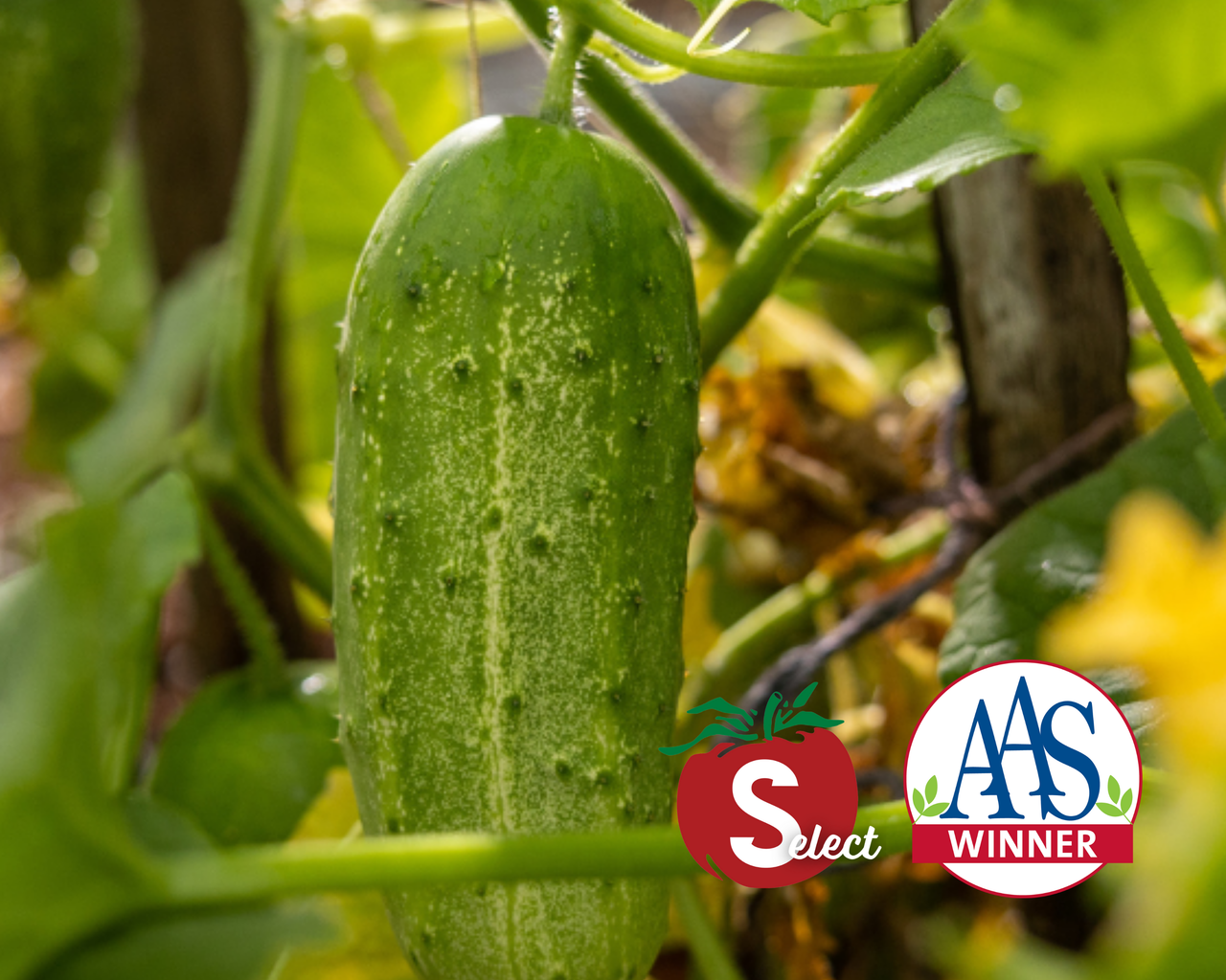 Pick-A-Bushel Hybrid Cucumber Seeds