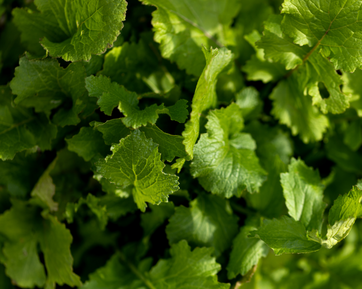 Black-Seeded Simpson Lettuce Seeds