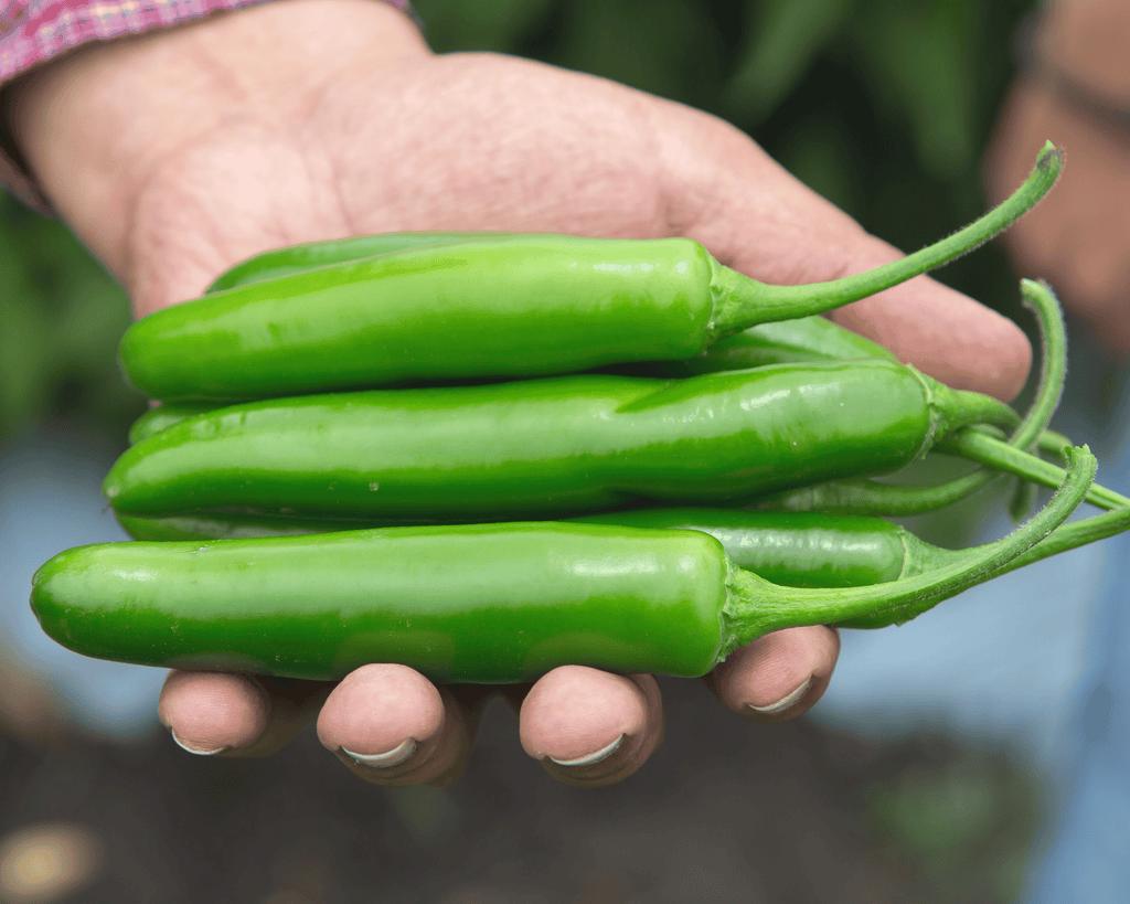 Flaming Jade Hybrid Pepper