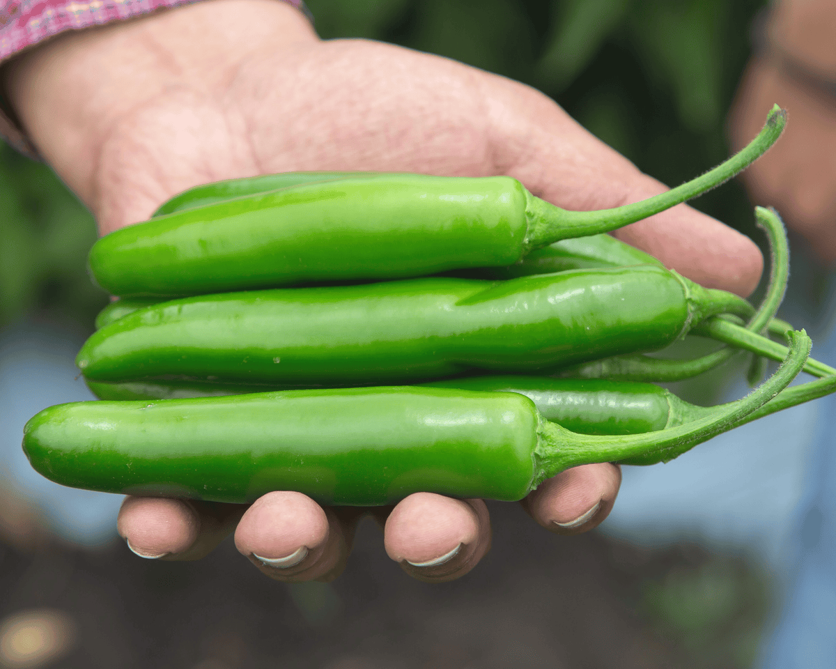 Flaming Jade Hybrid Pepper