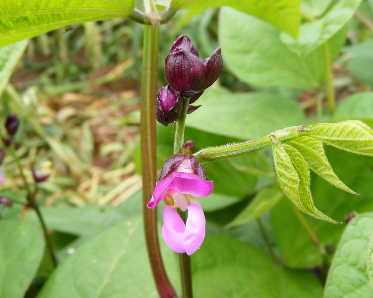 Royal Burgundy Bean