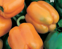 Goliath Sweet Orange Hybrid Pepper Seeds