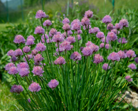 Chive Seeds