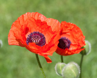 Great Red Oriental Poppy Seeds