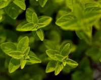 Thyme Seeds, German Winter Seeds