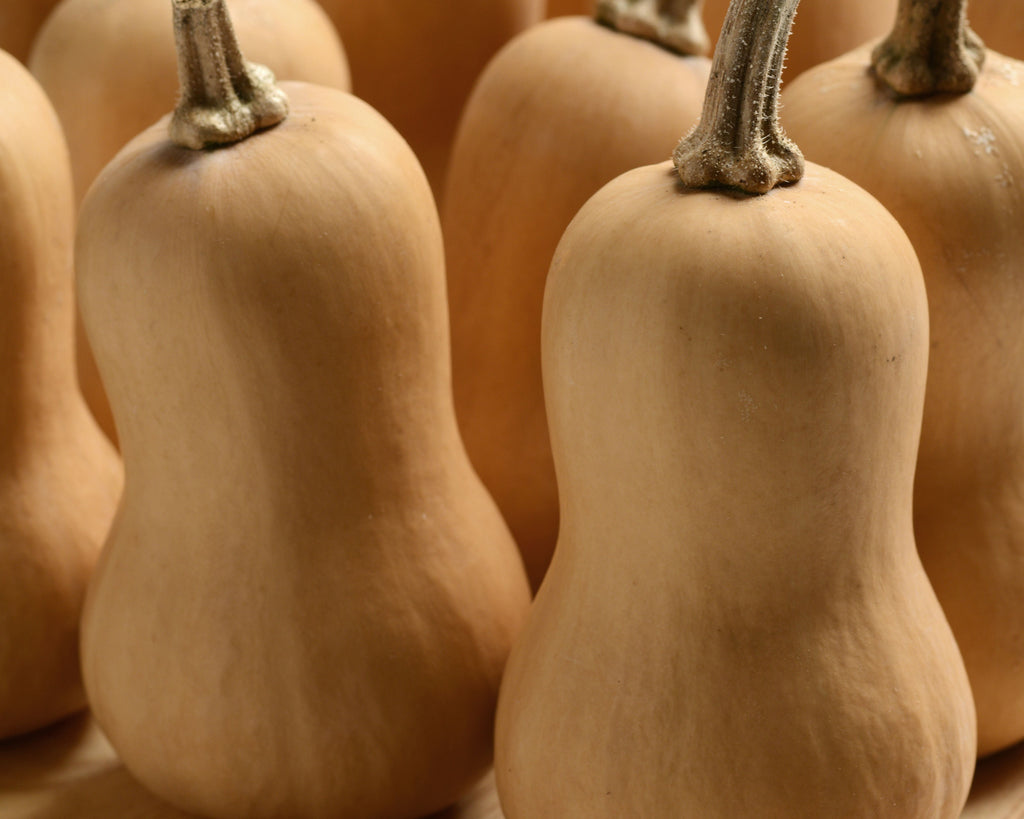 Butterbaby Hybrid Mini Butternut Squash Seeds