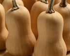 Butterbaby Hybrid Mini Butternut Squash Seeds