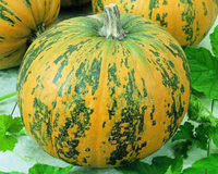 Pepitas Hybrid Pumpkin Seeds