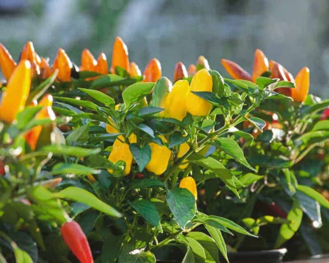 Pretty N Sweet Hybrid Pepper Seeds