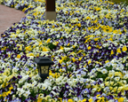 Cool Wave Trailing Hybrid Mix Pansy Seeds
