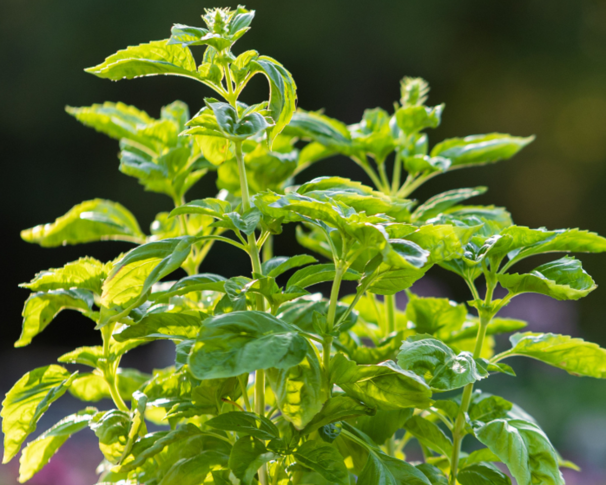 Genovese or Sweet Basil Seeds