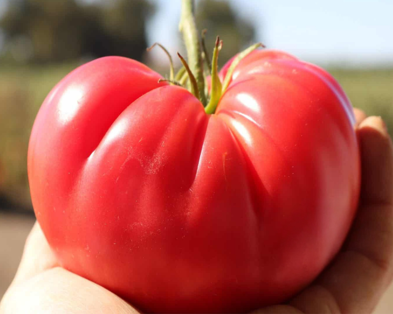 Pink Delicious Hybrid Tomato Seeds