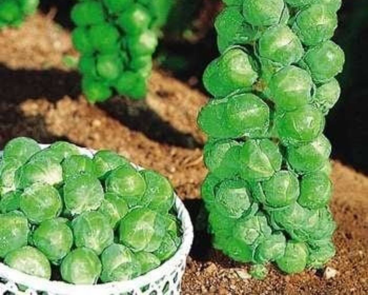 Jade Cross Hybrid Brussels Sprout Seeds