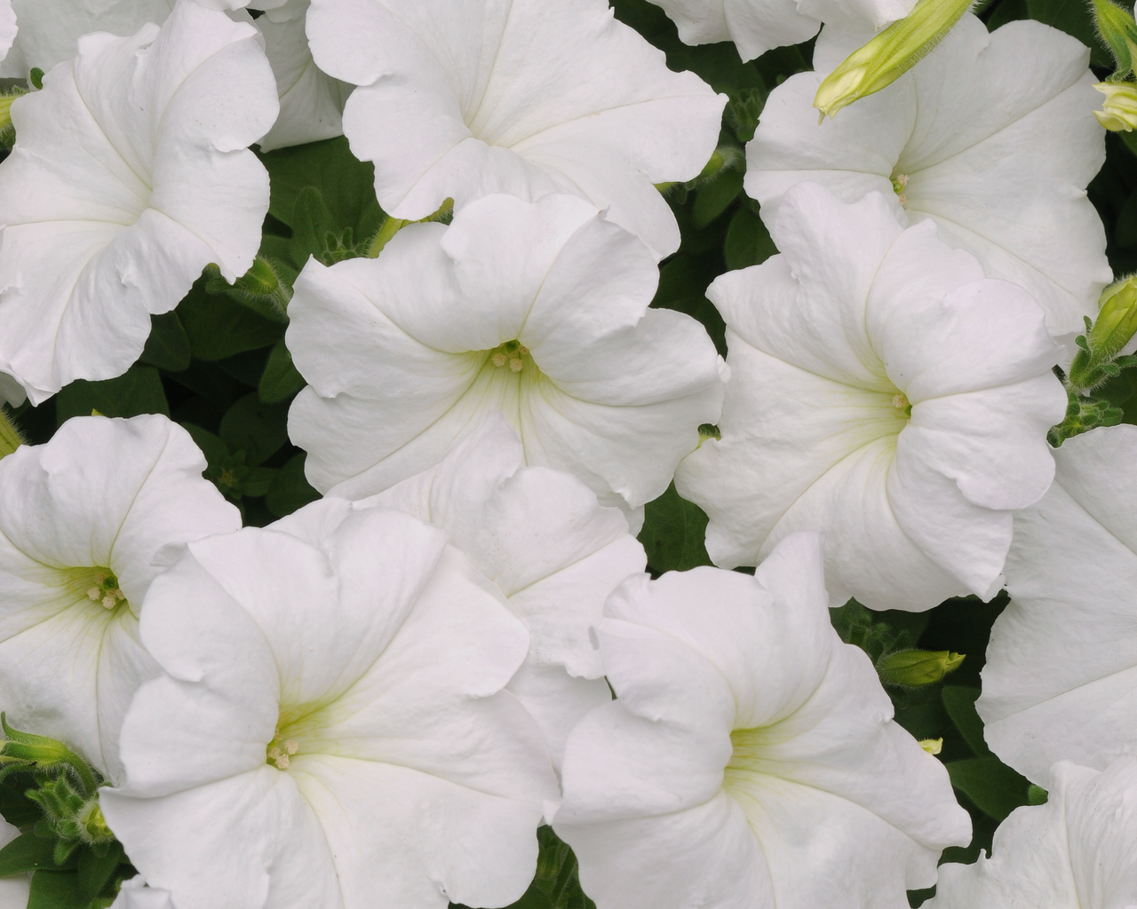 Hybrid Easy Wave White Spreading Petunia Seeds