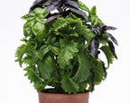 SimplyHerbs Try Basil Basil Seeds