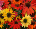 Cheyenne Spirit Echinacea Seeds