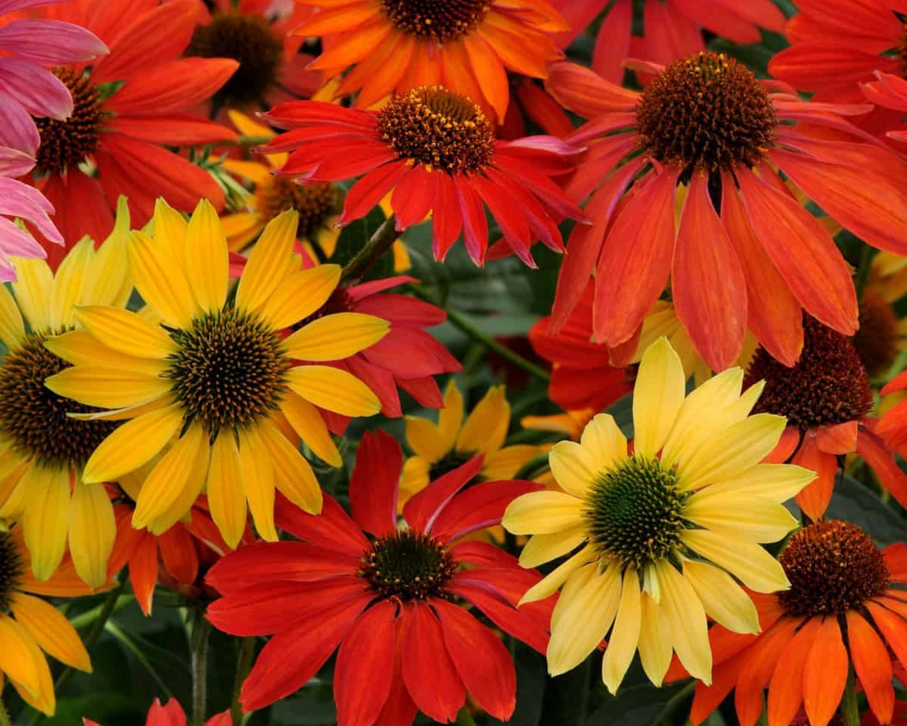 Cheyenne Spirit Echinacea Seeds