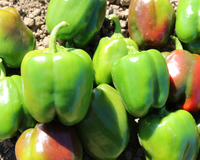 Aristotle X3R Hybrid Sweet Bell Pepper Seeds
