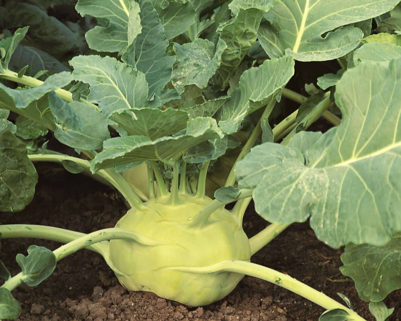 Kossak Hybrid Kohlrabi Seeds