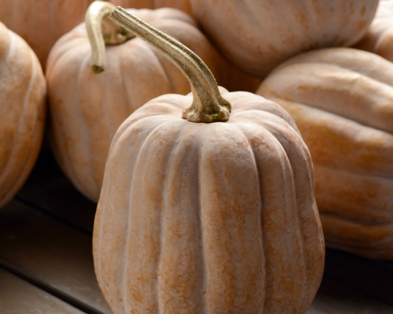 Autumn Frost Hybrid Winter Squash Seeds