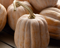 Autumn Frost Hybrid Winter Squash Seeds