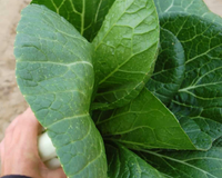 BoPak Bok Choi Hybrid Seeds
