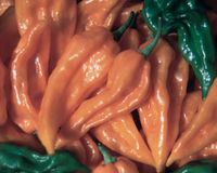 Fatalii Hot Pepper Seeds