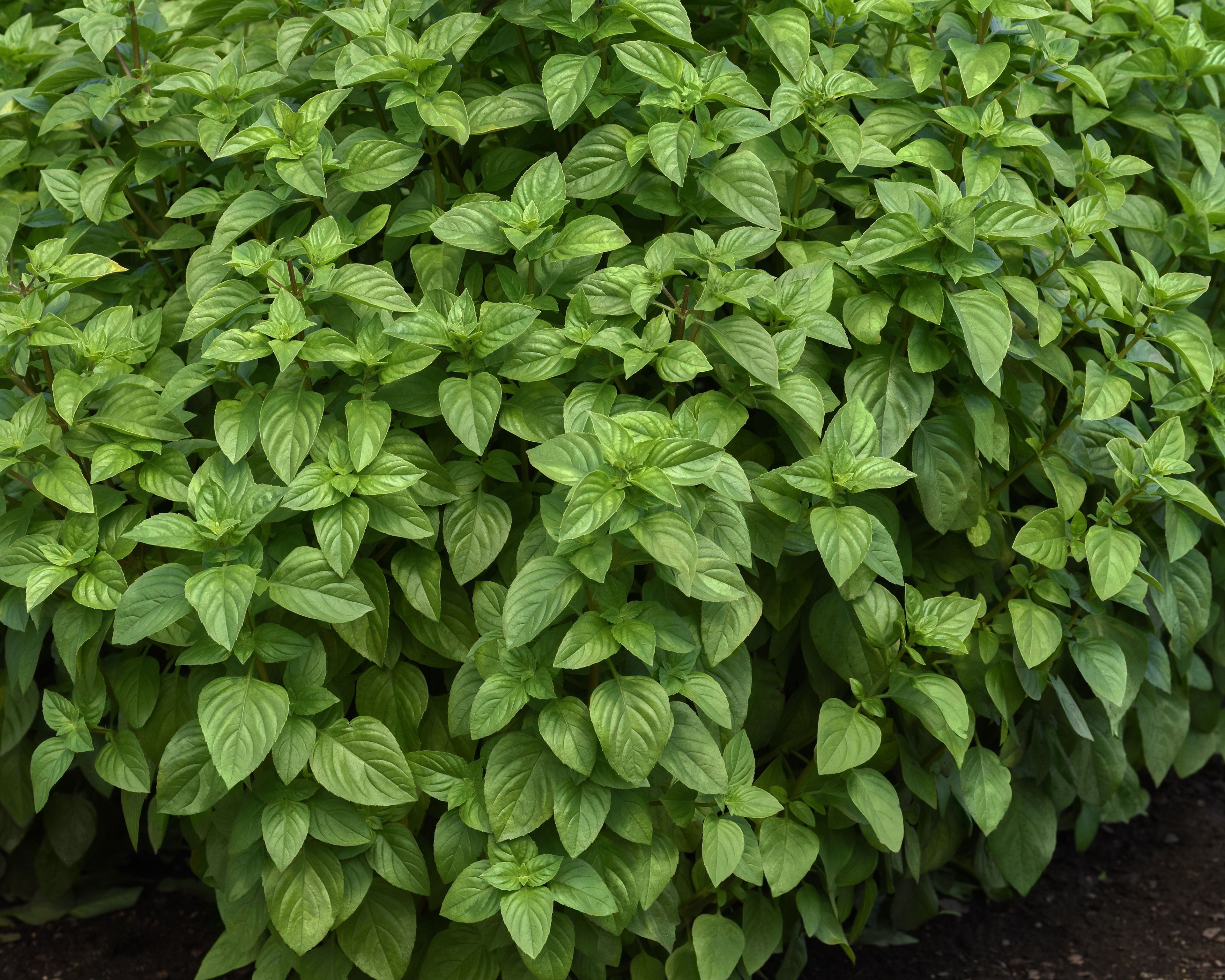 Everleaf Lemon Basil Seeds
