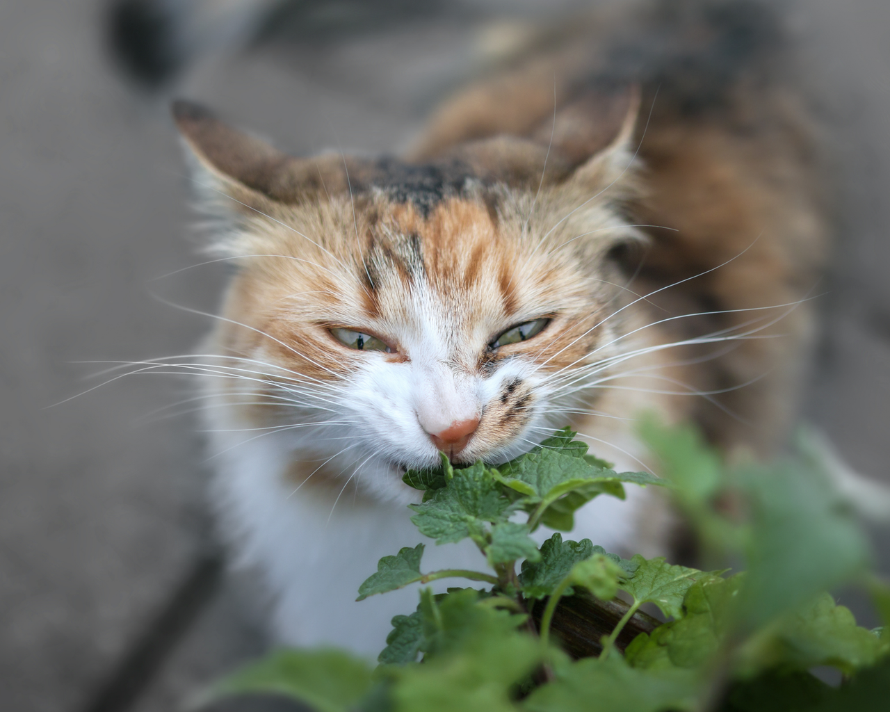 Catnip Seeds