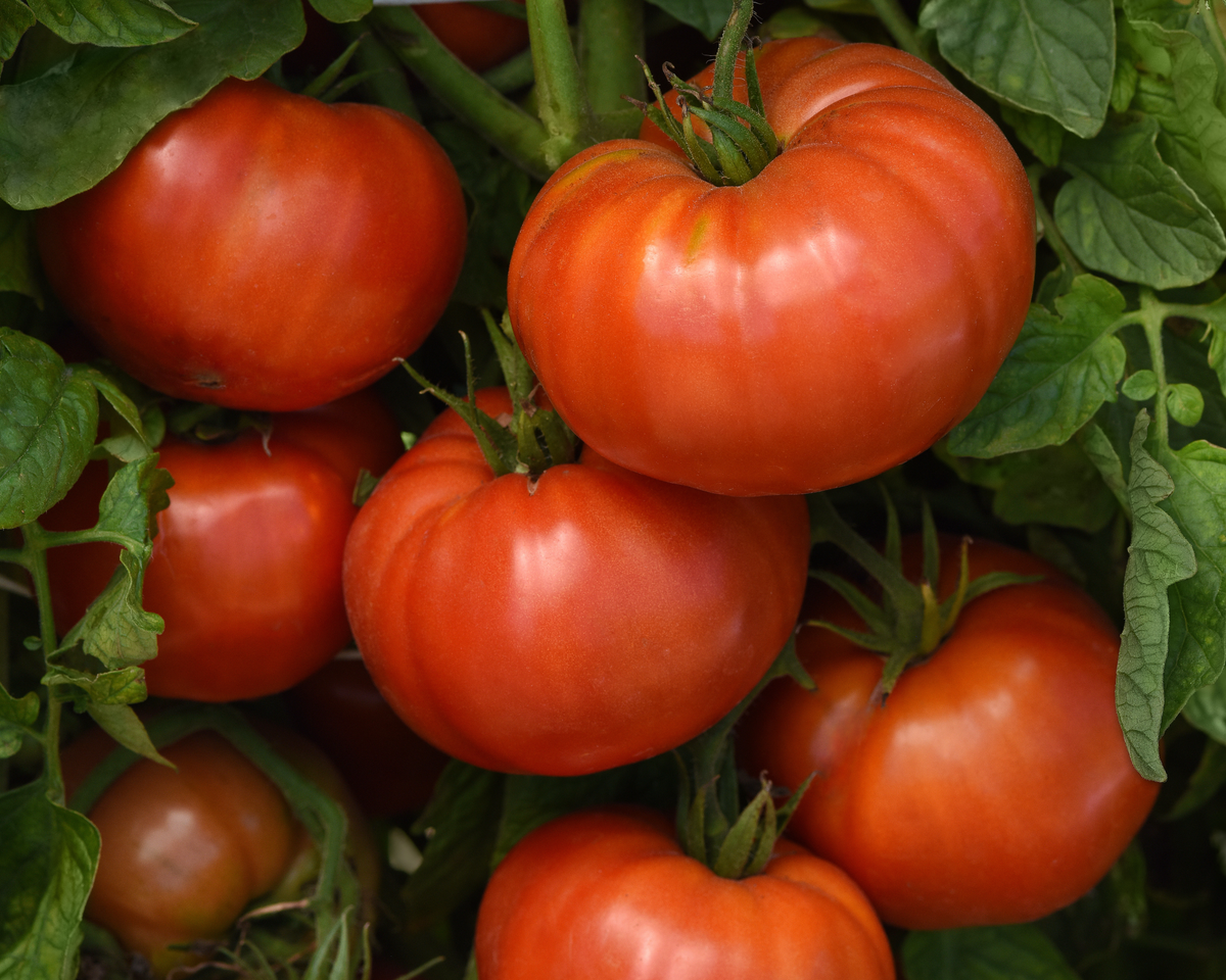 WonderStar Pink Hybrid Tomato Seeds