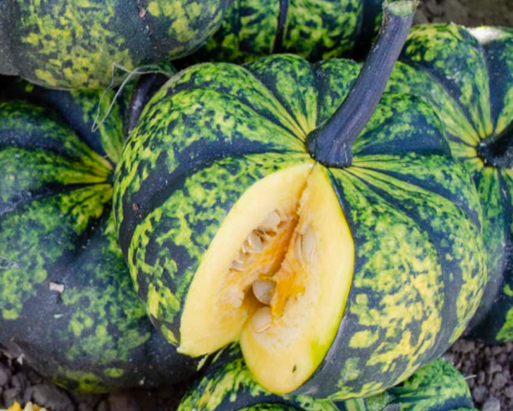 Phantomita Hybrid Pumpkin Seeds