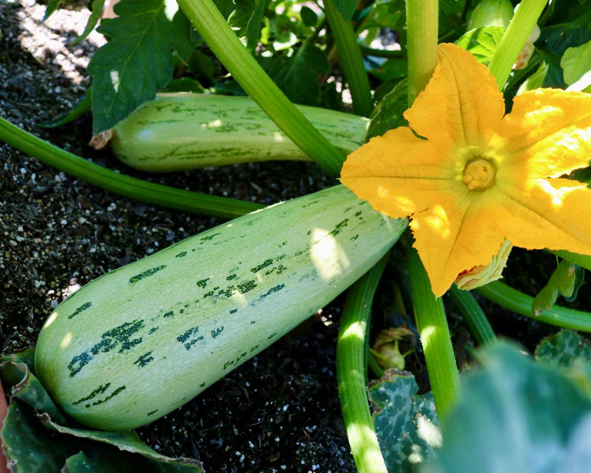 Bossa Nova Hybrid Summer Squash Seeds