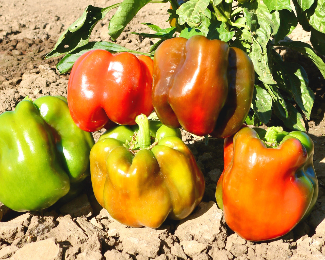 King Arthur Hybrid Bell Pepper Seeds
