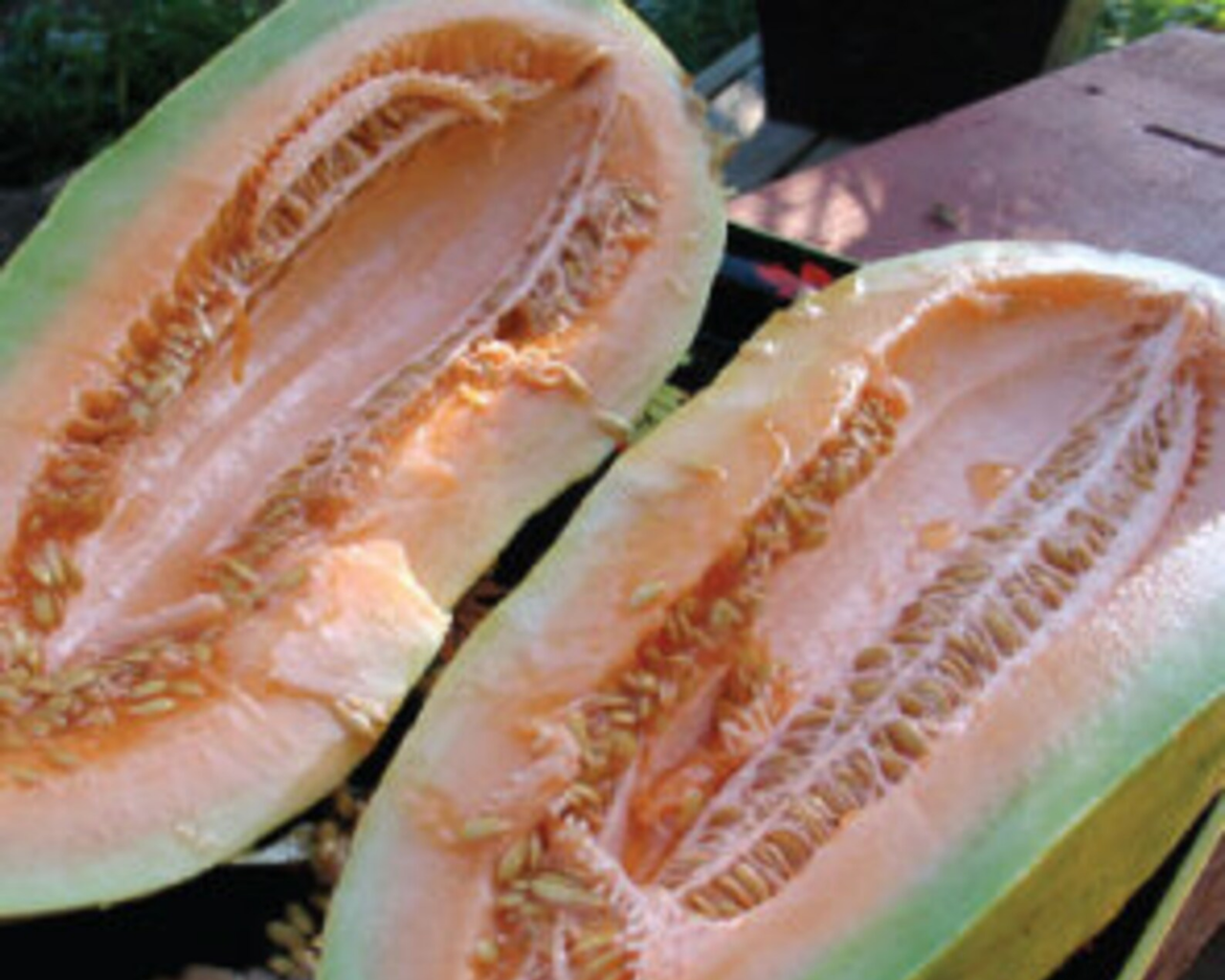 Banana Cantaloupe Seeds