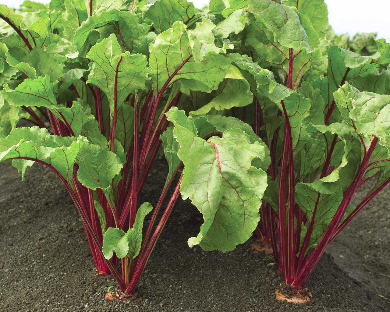 Red Ace Hybrid Beet Seeds