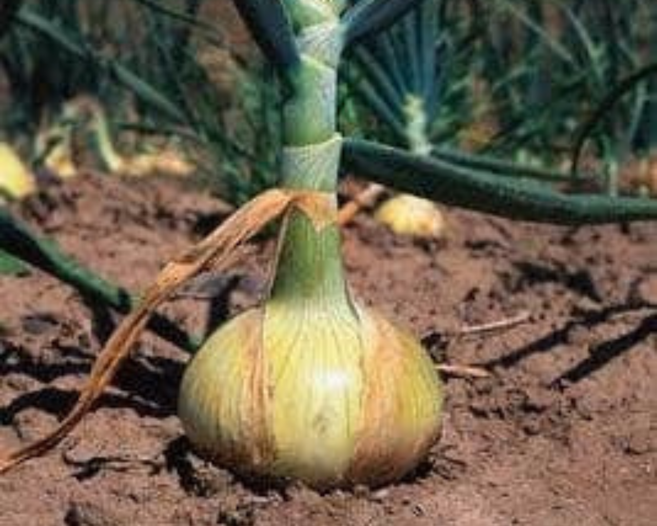Walla Walla Sweet Onion Seeds