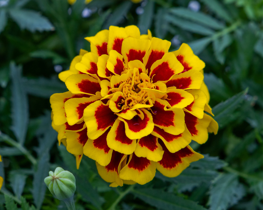 Mango Tango Marigold Seeds
