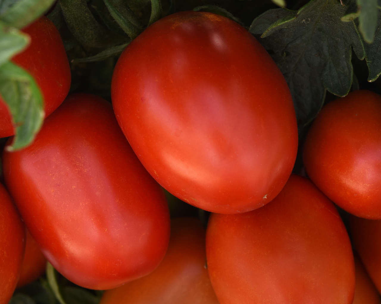 Bellatrix Hybrid Tomato Seeds