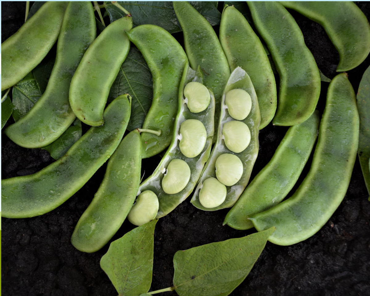 Burpee Improved Lima Bean Seeds