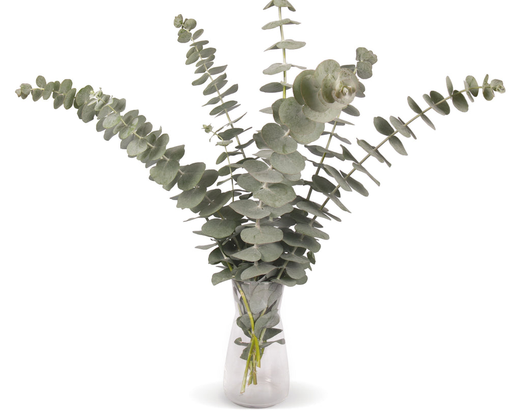 Silver Dollar Eucalyptus Cinerea Seeds