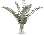 Silver Dollar Eucalyptus Cinerea Seeds