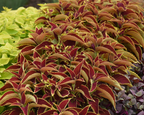 Premium Sun Ruby Hearts Coleus Seeds