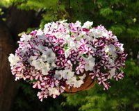 Hybrid Easy Wave Starfish Mix Spreading Petunia Seeds
